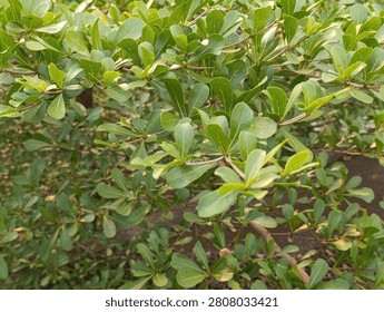 Close up of a leafy shrub with small oval green leaves and woody stems in natural light, showcasing dense foliage and branching pattern.