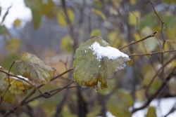Close Up From An Leave In Winter With Snow