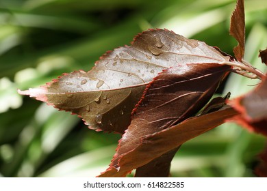 Close up with leaves