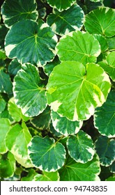 close up to leaves