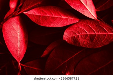 Close up of leaves. Daphne leaves background high angle view. Selective focus included. - Shutterstock ID 2366587721