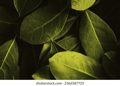 Close up of leaves. Daphne leaves background high angle view. Selective focus included. - Shutterstock ID 2366587725