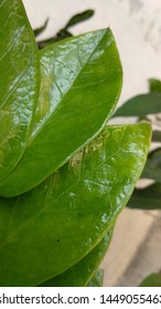 close up leaves, focus on objects and bokeh, nature and summer in the garden
