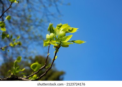 Close up of the leaves of Liriodendron tulipifera known as the tulip tree, American tulip tree, tulipwood, tuliptree