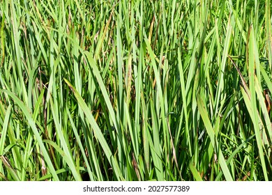 Close Up Of The Leaves Of Long Grass. No People.