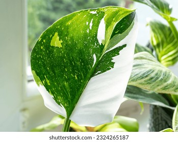 Close up of leaves philodendron white princess in the pot at home. Indoor gardening. Hobby. Green houseplants. Modern room decor, interior. Lifestyle, Still life with plants