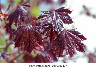 Close Up Leaves Of Royal Red Norway Maple Tree. Spring Nature.