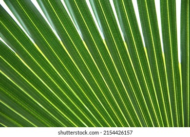 Close up of leaves saw palmetto, Abstract leaves texture, Ecological Concept, Space for text in template (sabal palm, Serenoa repens)