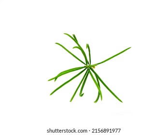 Close up leaves of Shatavari plant on white background. (Scientific name Asparagus racemosus Willd)