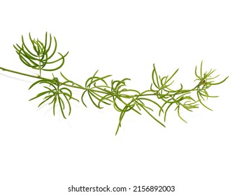 Close up leaves of Shatavari plant on white background. (Scientific name Asparagus racemosus Willd)