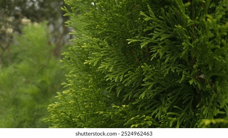 Close up leaves of 'Thuja occidentalis' or 'white cedar'. - Powered by Shutterstock