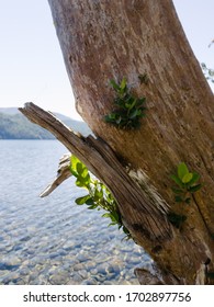 Close Up Of Leaves Of The Tree At Shore Of Lake Lácar