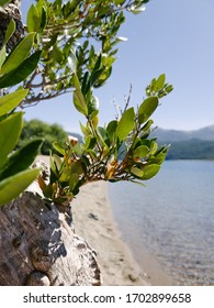 Close Up Of Leaves Of The Tree At Shore Of Lake Lácar