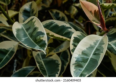 Close Up Of The Leaves Of A Variegated Rubber Tree. Green And White Leaves.