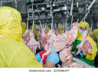 Close Up Left Hand Pull Chicken Leg And Right Hand Hold Knife Cutting Raw Chicken Hang On Conveyor Chain In Modern Poultry Factory.