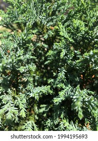 Up Close Lemon Cypress Greenery