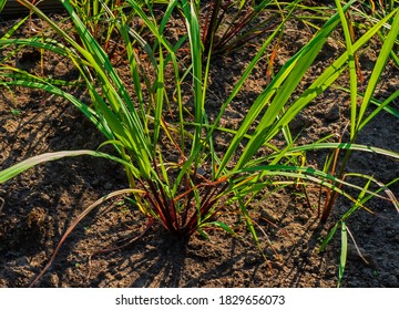 Close Up Of Lemongrass Growing (Cymbopogon Citratus)