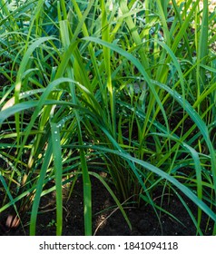 Close Up Of Lemongrass Growing (Cymbopogon Citratus)
