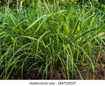 Close Up Of Lemongrass Growing (Cymbopogon Citratus)
