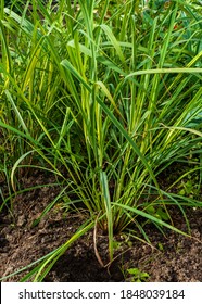 Close Up Of Lemongrass Growing (Cymbopogon Citratus)
