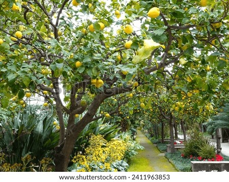 Close up of Lemons on a tree in a garden in Sorrento Italy.