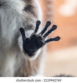 Close Up Of A Lemur Hand.