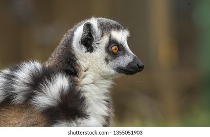 Close Up Of A Lemur In Profile