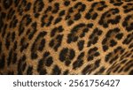 Close up of leopard fur, animal skin texture background