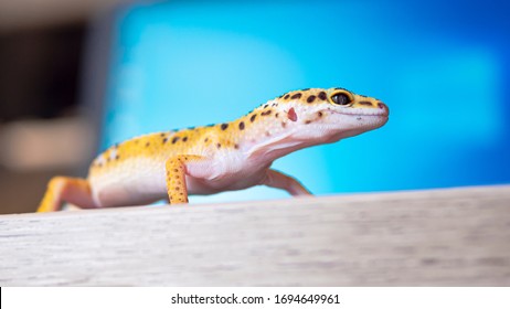 Close up of leopard gecko on a wooden table. Portrait view of yellow and brown spotted gecko.