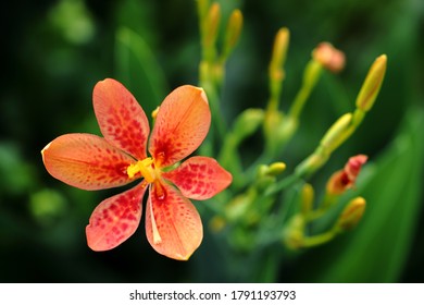 Close up of leopard lily. - Powered by Shutterstock