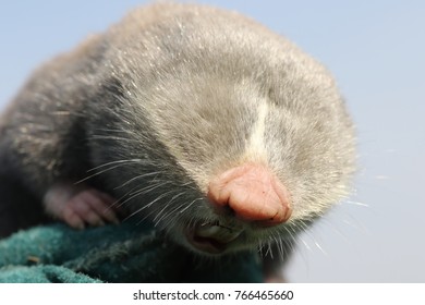 Close Up Of Lesser Mole Rat Head ( Spalax Leucodon )