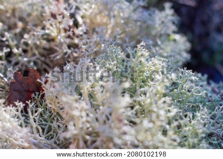 Close up of Letharia vulpina growth forms with water drop, commonly known as the wolf lichen, Fruticose lichen.Is a lichenized species of fungus in the family Parmeliaceae.Barbarano Romano,Italy.