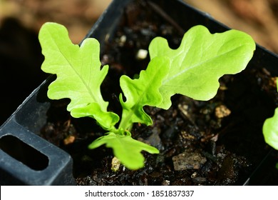 Close Up Of A Lettuce Seedling Growing In A Punnet, Ready To Be Transplanted To Open Ground.