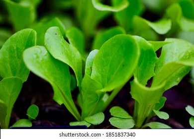 Close Up Of A Lettuce Seedling Growing In A Punnet, Ready To Be Transplanted To Open Ground.