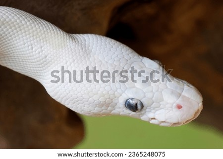 Close up of Leucistic Ball Python snake