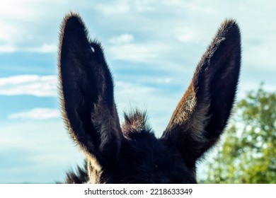 Close Up Of The Lhe Large Ears Of A Donkey With A Rural Background.