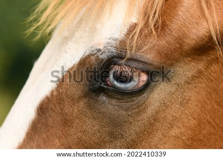 Similar – Image, Stock Photo humans in animals Horse