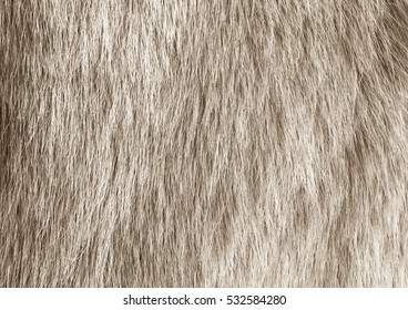 Close up light brown fur texture