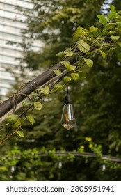 Close up of light bulb, hanging string light with bokeh greenery background