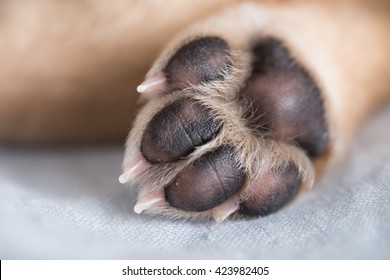 Close Up Of Light Colored Puppy Paw