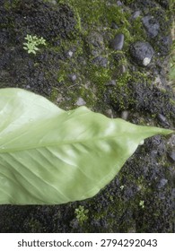 Close up of a light green leaf lying on wet moss-covered stones with small sprouting plants around. Water droplets on leaf surface, detailed texture, natural ground setting. Suitable for nature and organic stock images.
