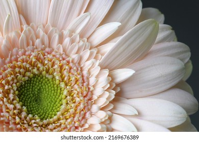 Close up of a light pink Gerbera Daisy - Powered by Shutterstock