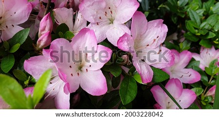 Close up of a light pink 'Rhododendron schlippenbachii' flower against a bright nature background.