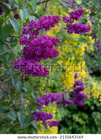 Close up of lilac and laburnum trees growing in close proximity in a London suburb. Lilac tree has cone shaped, deep purple blooms in spring, and laburnum tree has delicate, falling yellow flowers.