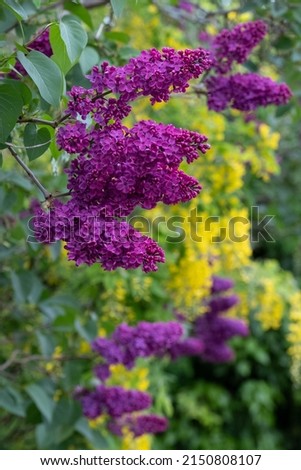 Close up of lilac and laburnum trees growing in close proximity in a London suburb. Lilac tree has cone shaped, deep purple blooms in spring, and laburnum tree has delicate, falling yellow flowers.
