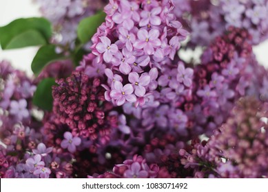 Close up Lilalc Purple Flower bouquet. Spring time Flwoers. Isoalted on White Background