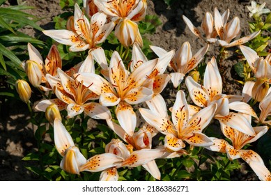 A Close Up Of Lilies Of The 'Orange Electric' Variety (Asiatic Lily) In A Garden. Ivory-white Lilies With An Orange Starburst At The Centre And Dark Speckles