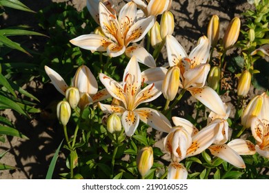 A Close Up Of Lilies Of The 'Orange Electric' Variety (Asiatic Lily) In A Garden. Ivory-white Lilies With An Orange Starburst At The Centre And Dark Speckles