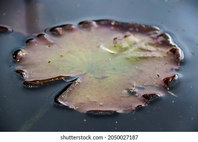 close up of a lillypad in a reflective pond