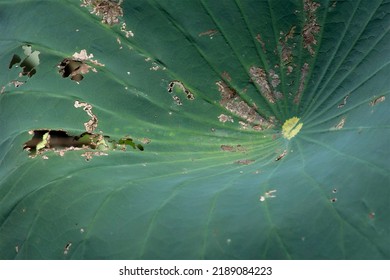 Close Up Lily Pad Abstract Design